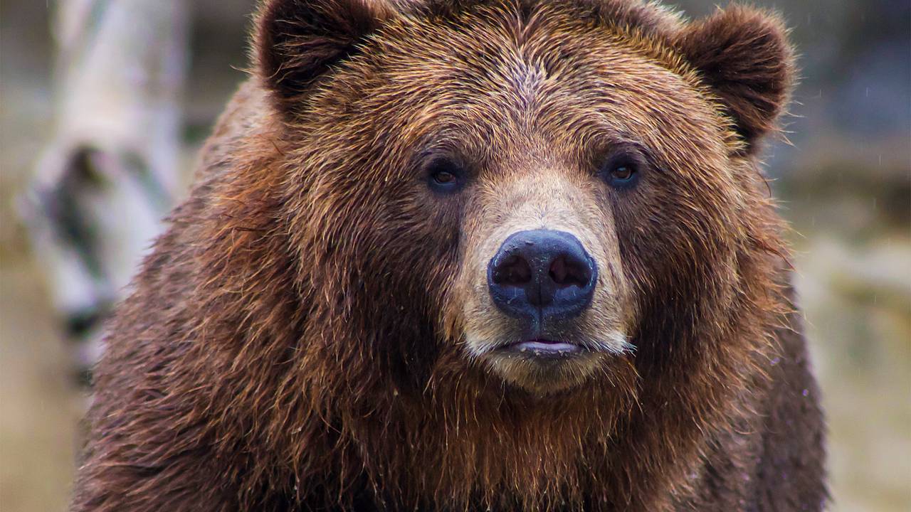 Владелец сафари-парка вступился за откусившего россиянке палец медведя