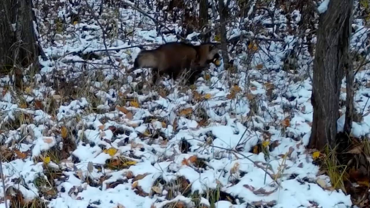 Упитанная енотовидная собака с добычей попала на видео в российском заповеднике