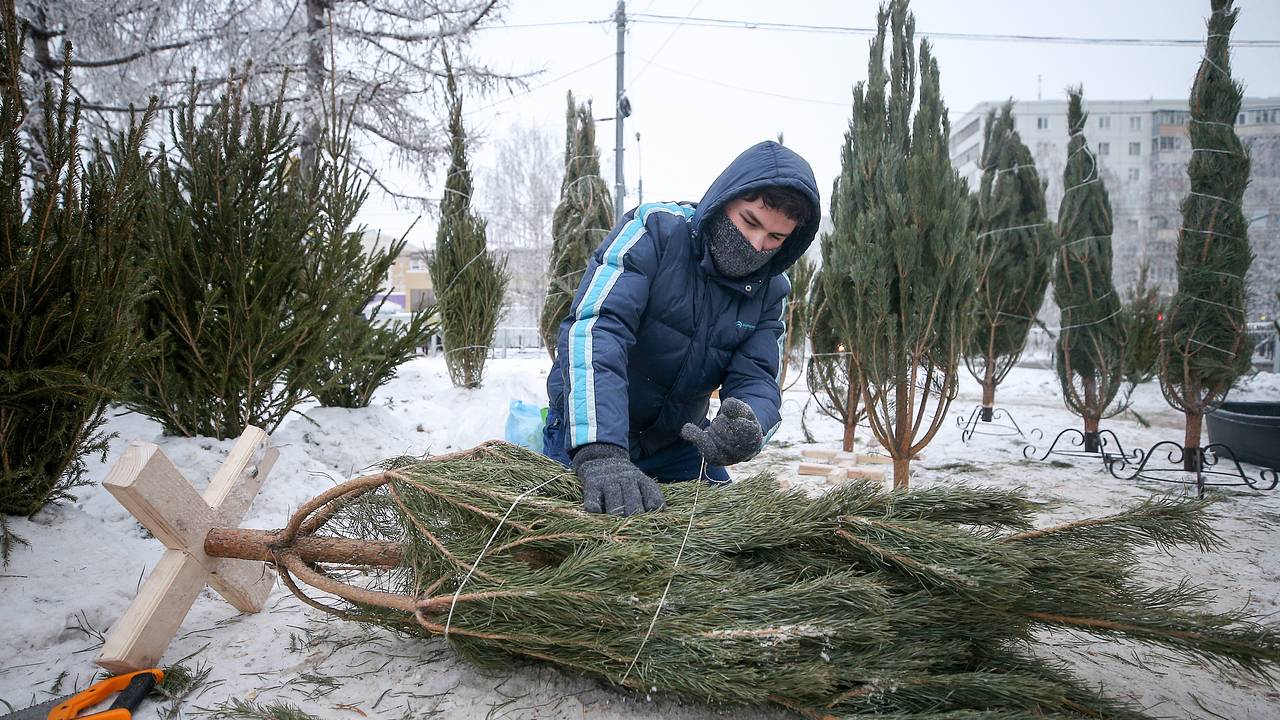 Названа стоимость покупки елки к Новому году