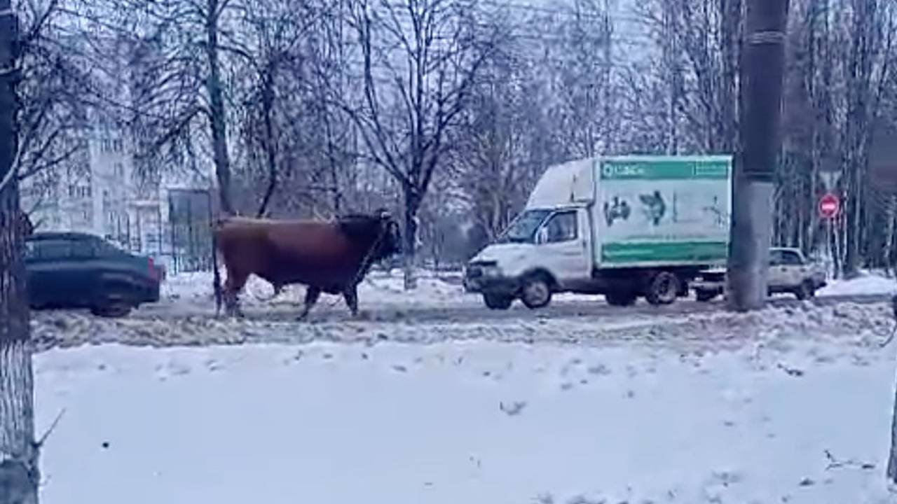 Погоня сотрудников ДПС за быком на проезжей части попала на видео