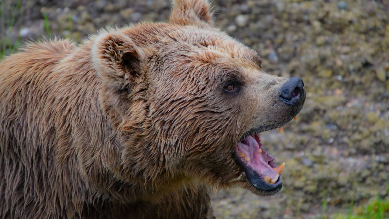 Мужчина отбился от напавшего на его собаку медведя