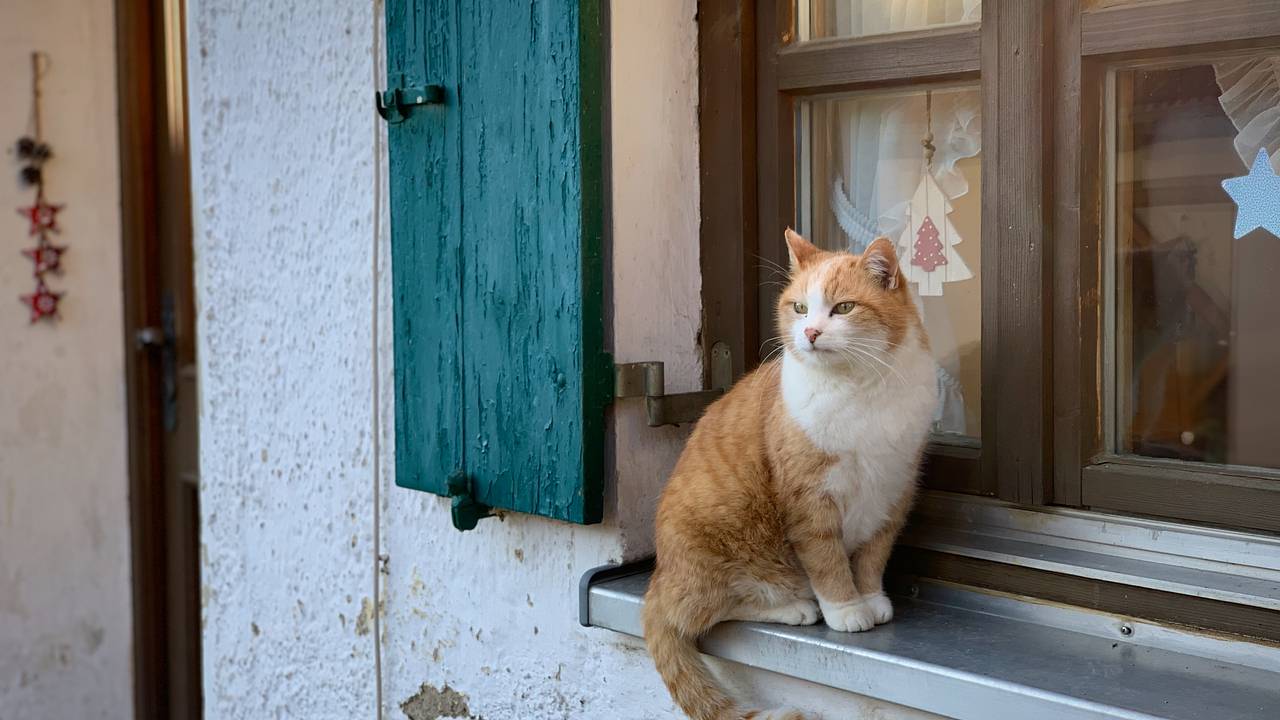 Британский король запретил подданным жить с кошками