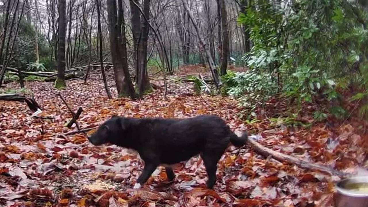 Пропавшая собака шесть лет питалась оставленной барсуками едой в лесу и выжила