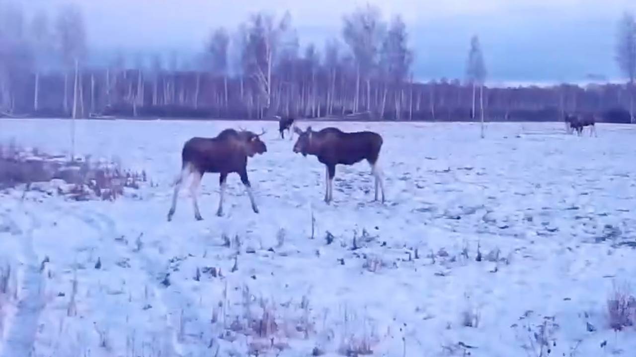 «Танцующие» лоси на российском поле попали на видео