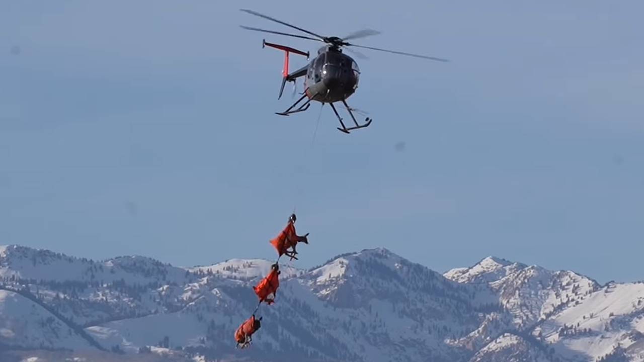 Летающие по небу олени попали на видео