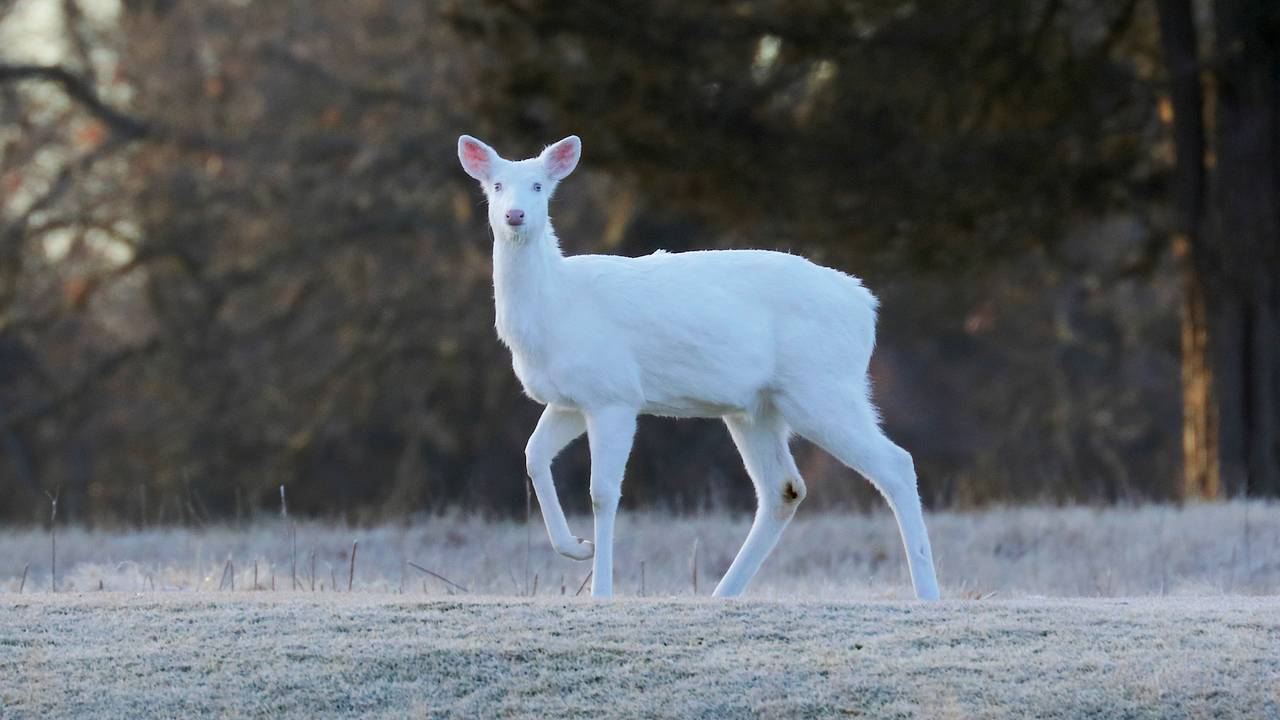 На окраине города обнаружили редчайшего лающего оленя-альбиноса