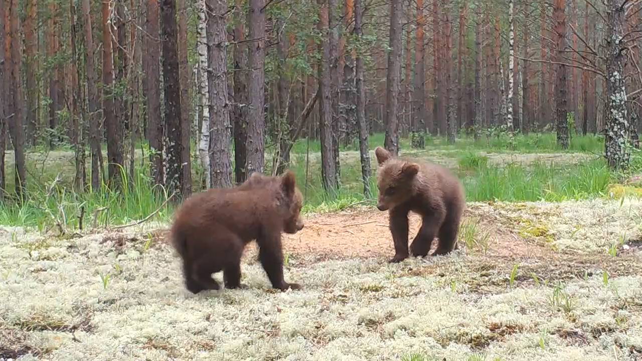 Игры медвежат в российском заповеднике попали в объектив фотоловушки