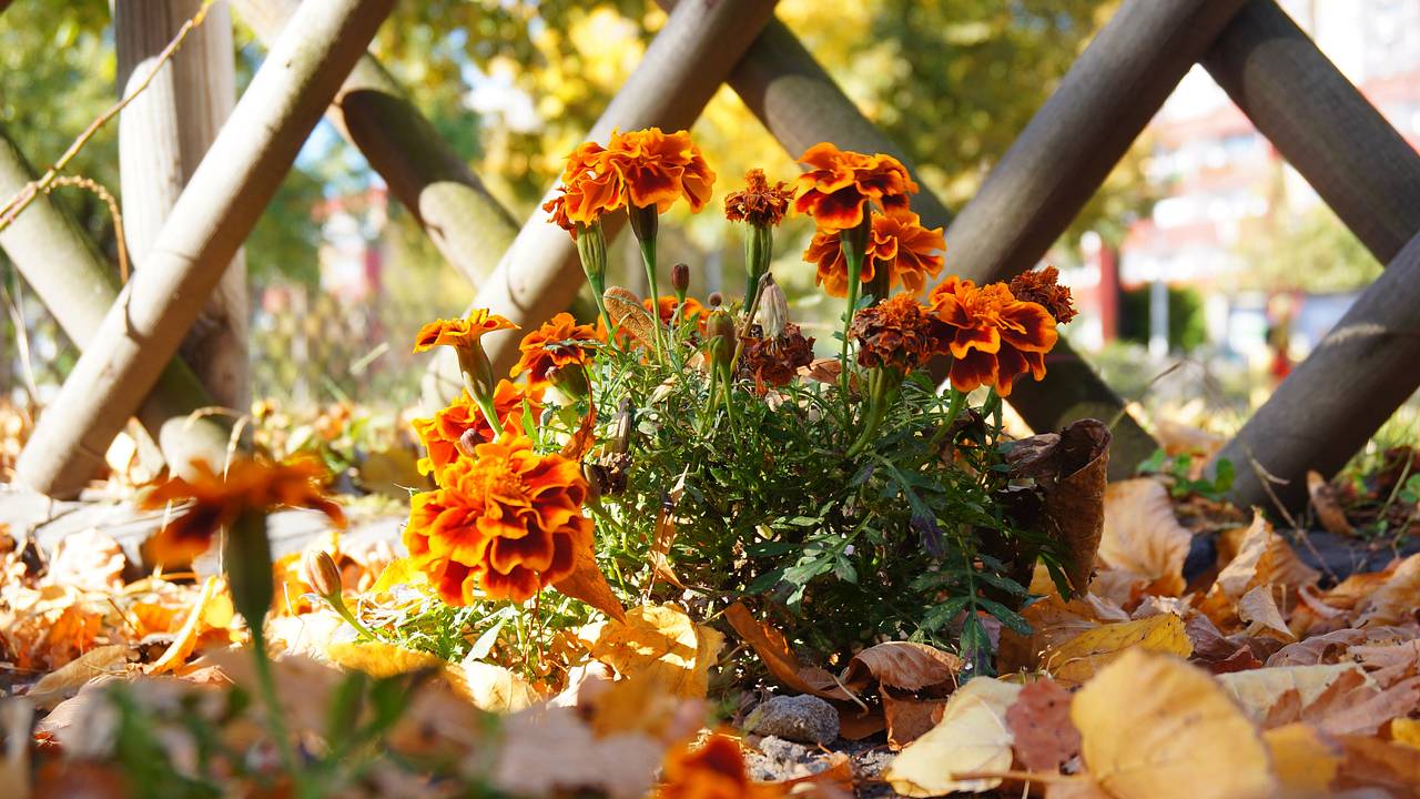 Дачникам назвали правила подготовки цветов к первым заморозкам