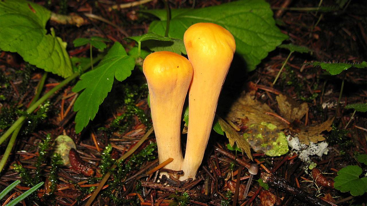 Россиянин нашел в лесу «внеземные» грибы