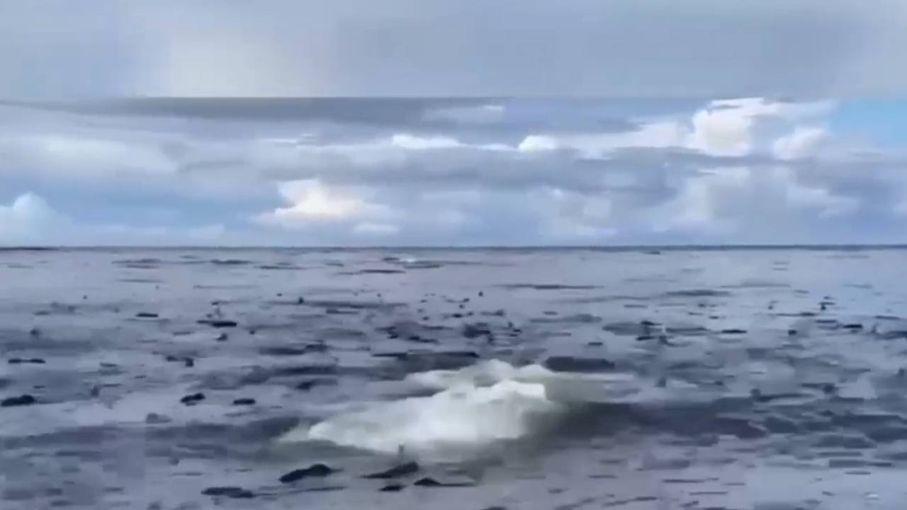В России попало на видео «кипящее» от лосося Охотское море