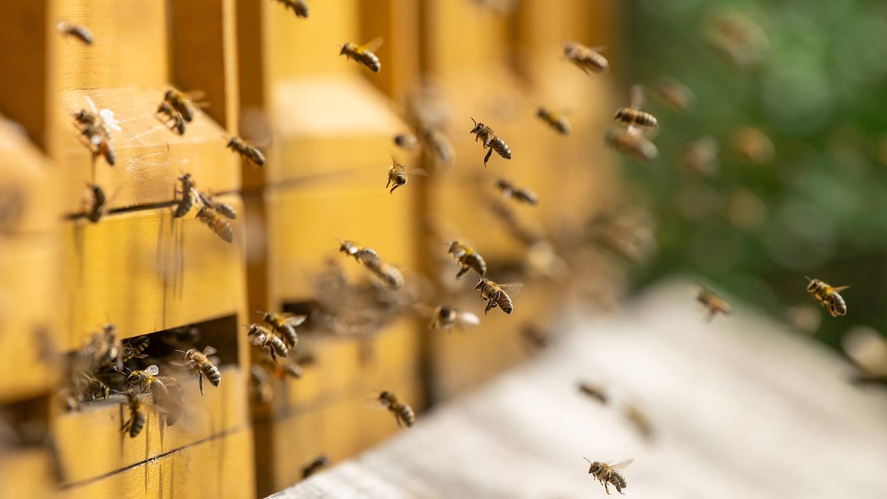 Российский пасечник обознался в темноте и забил друга поленом