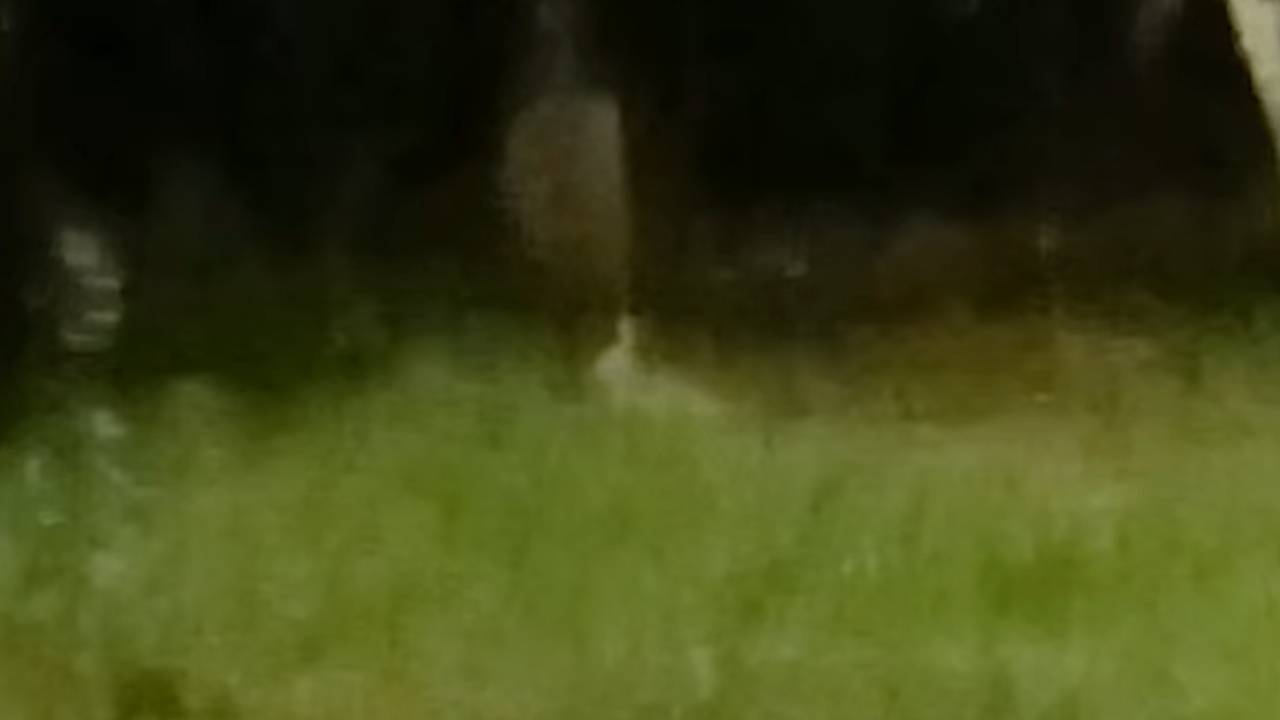 В российском городе заметили неожиданного гостя