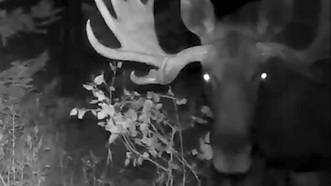 Забавный лось попал в фотоловушку в российском нацпарке