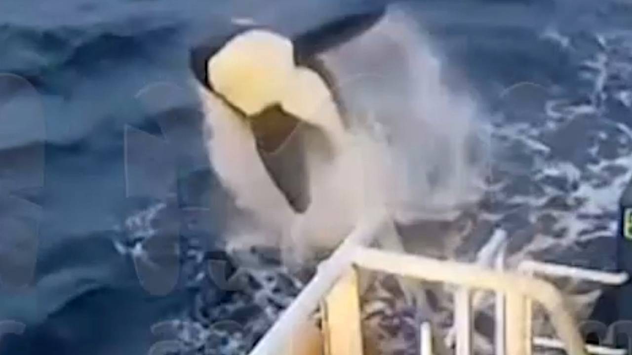 Косатка поиграла с рыбаками в догонялки и попала на видео