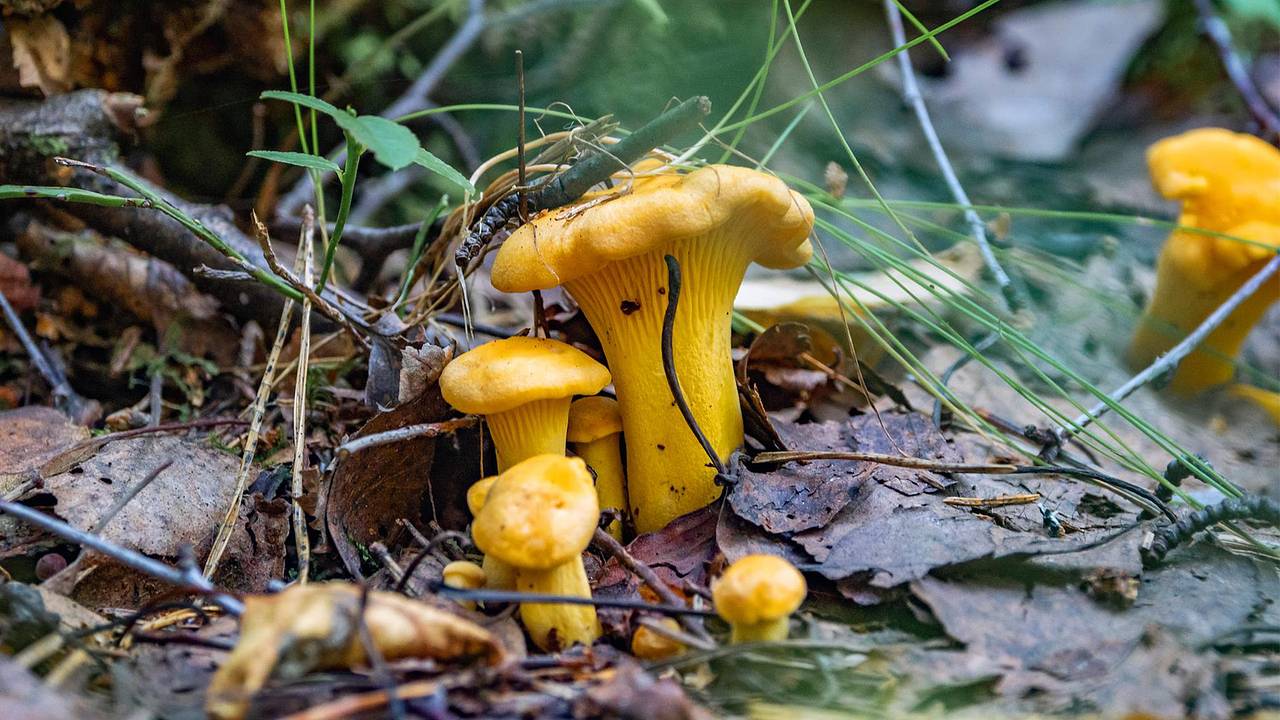 Раскрыты самые грибные места России