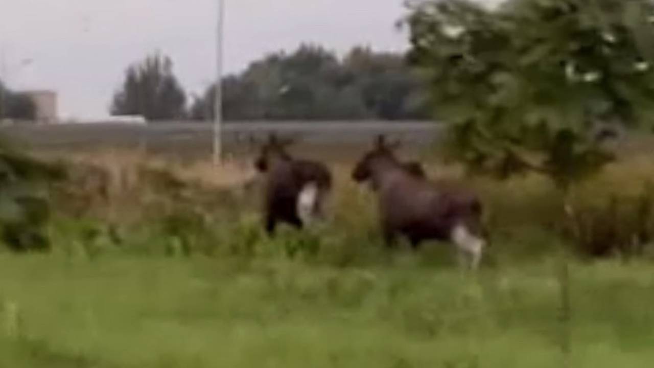 Вблизи российского города заметили семейство лосей