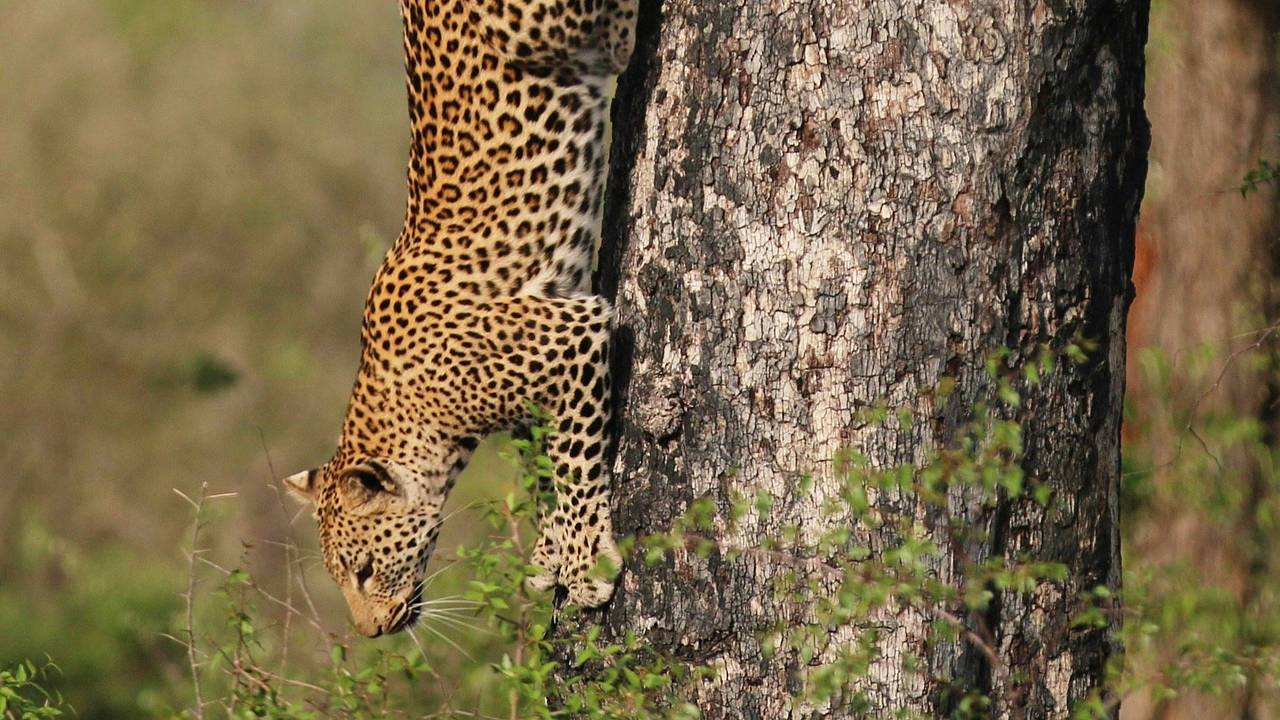 Самый улыбчивый леопард удачно показался людям в России