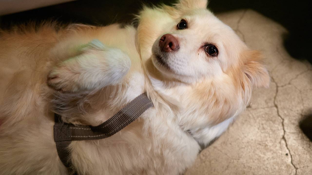 В России выявили факты незаконной торговли кормами для животных