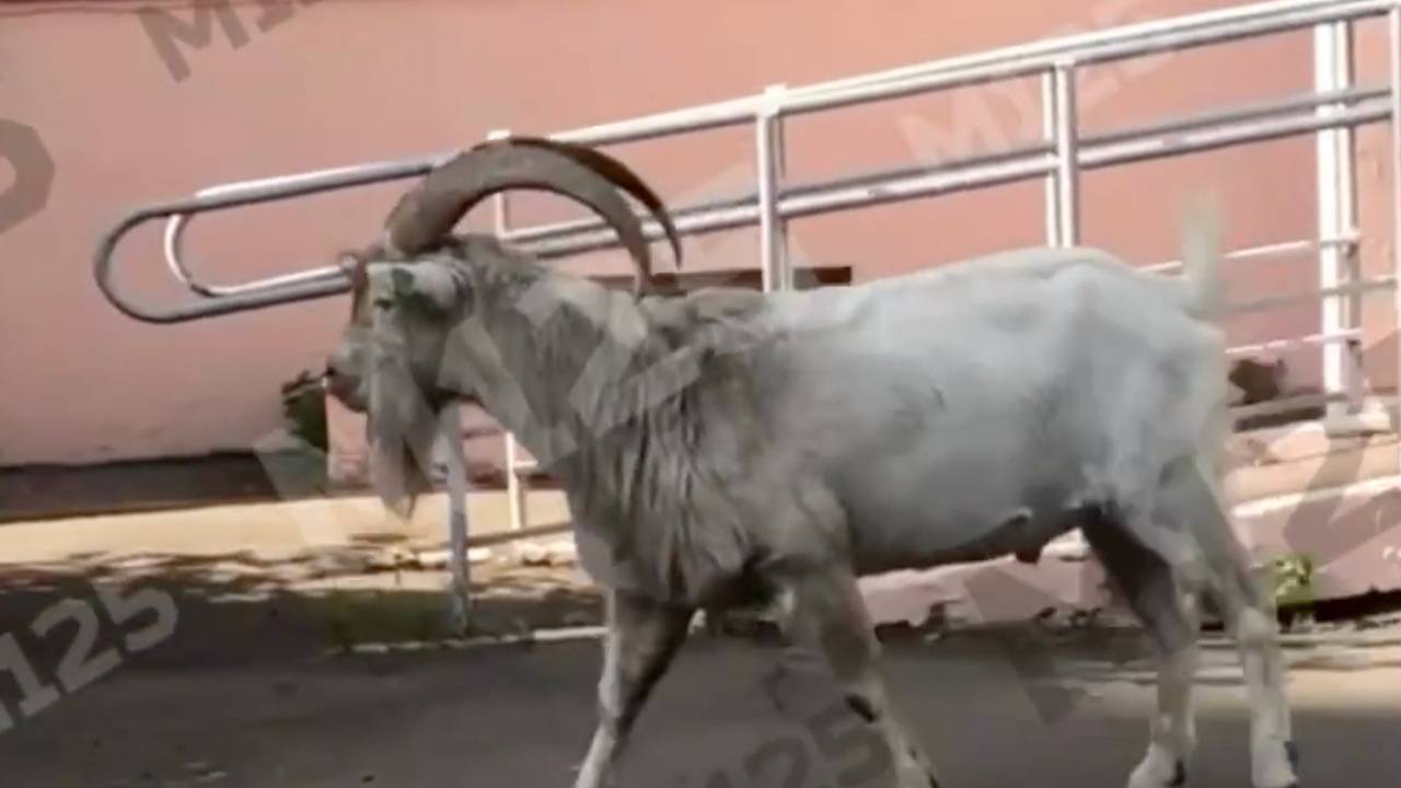 Бутовских козлов заметили на прогулке