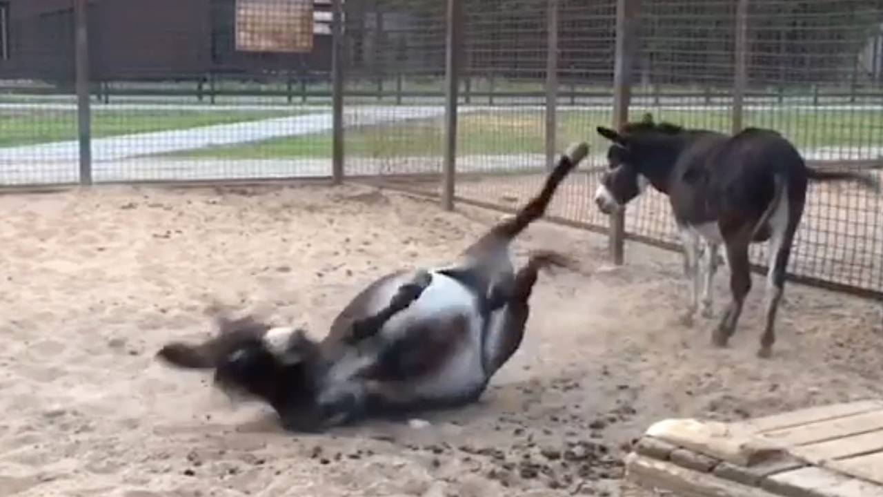 В российском зоопарке осел нашел неожиданное применение песку и попал на видео