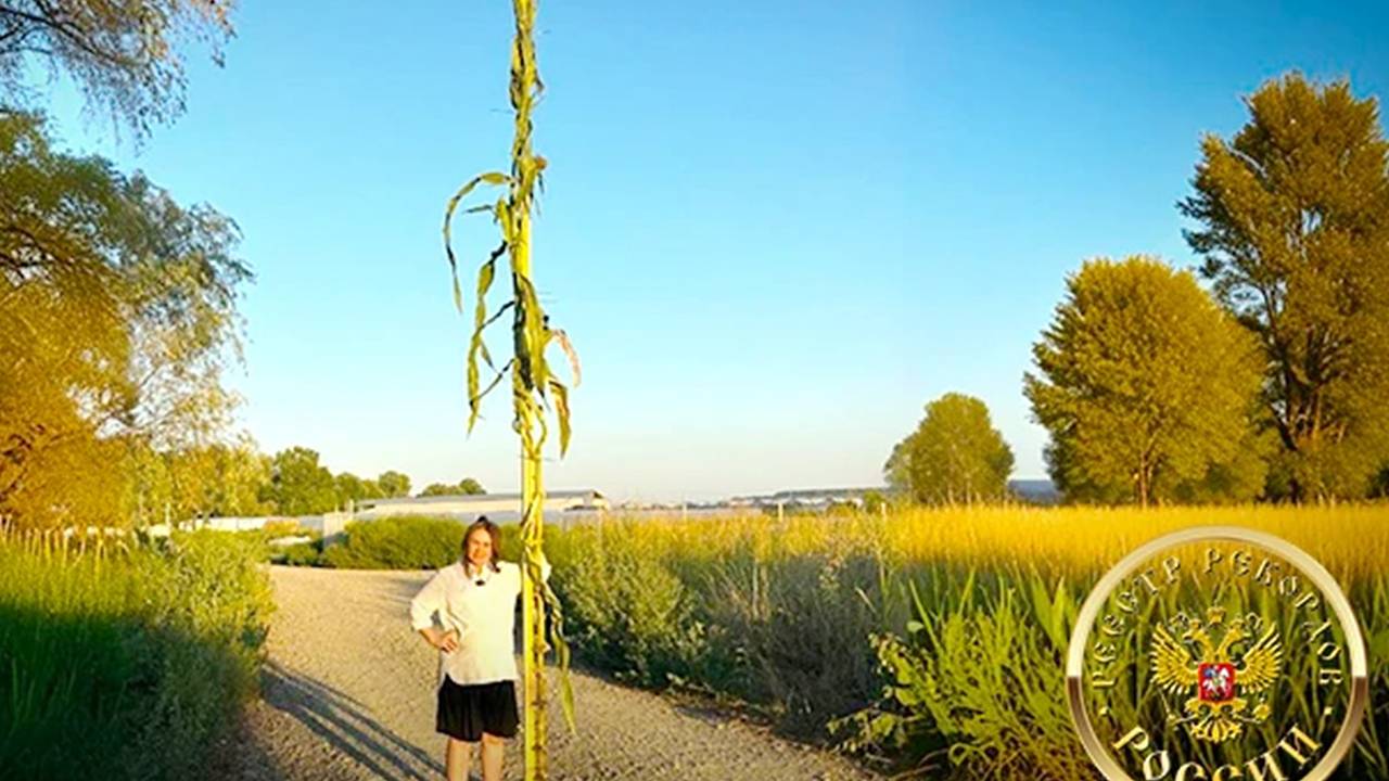 Жительница российского региона вырастила кукурузу размером с машину