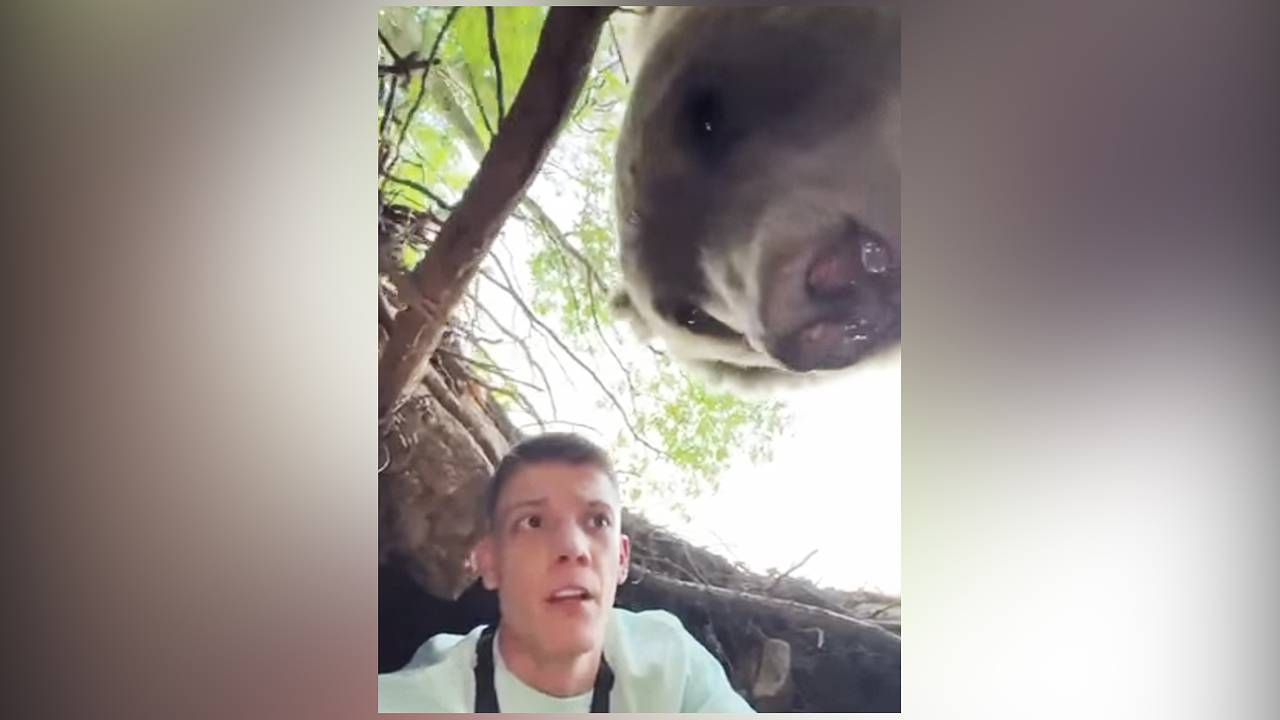 Блогер залез к медведю в берлогу, забрался на дерево и оказался в западне