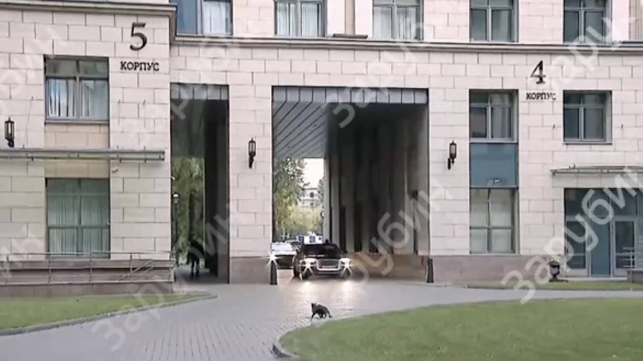 Черная кошка не решилась перебегать дорогу кортежу Путина