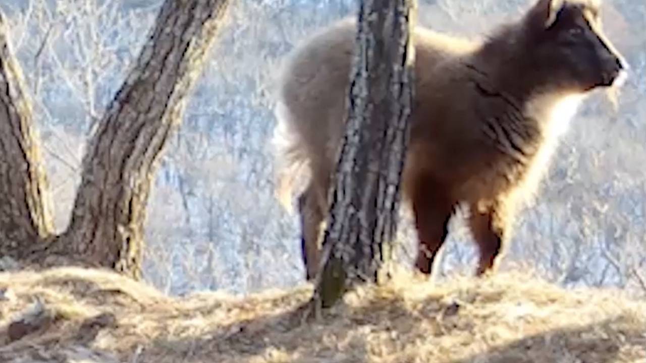 Ужин меланхоличного горала попал в объектив фотоловушки в Приморье