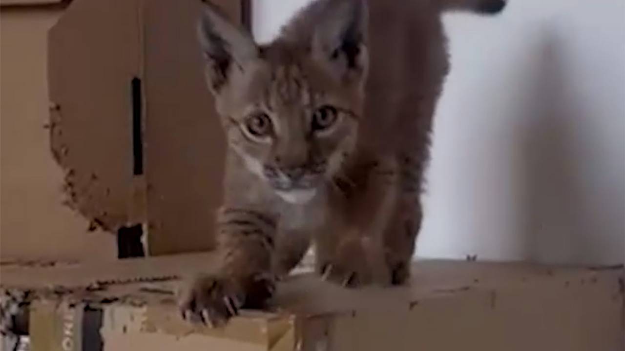 Россиянин нашел в тайге раненого рысенка, вылечил его и приютил