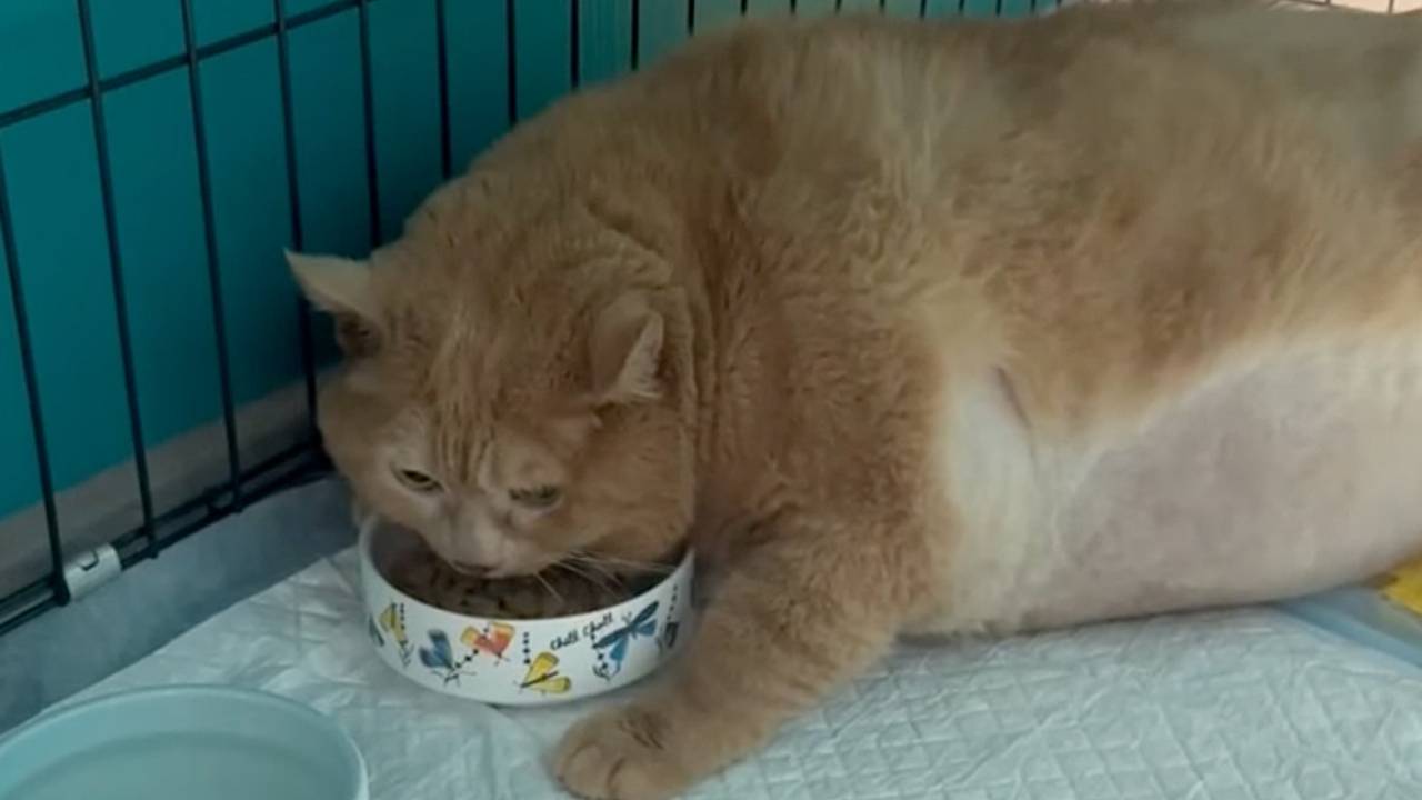 Раскормленный кот Крошик похудел еще на полкилограмма