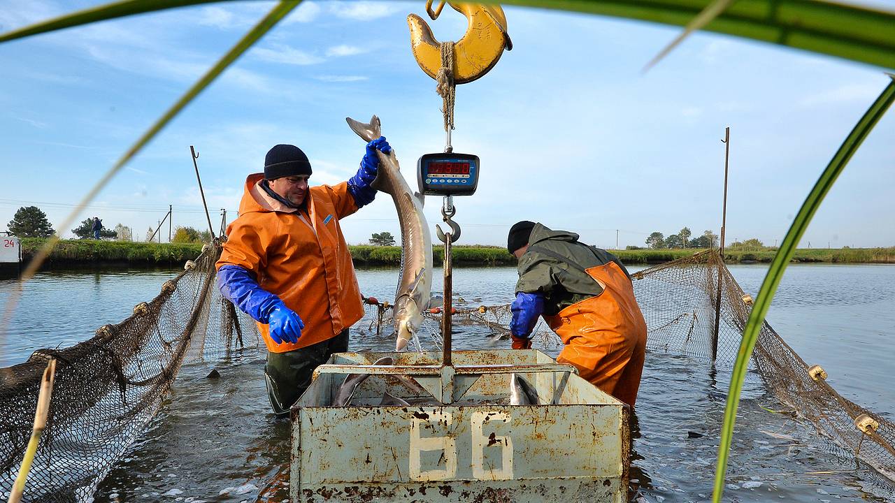 Упал экспорт одного российского морепродукта