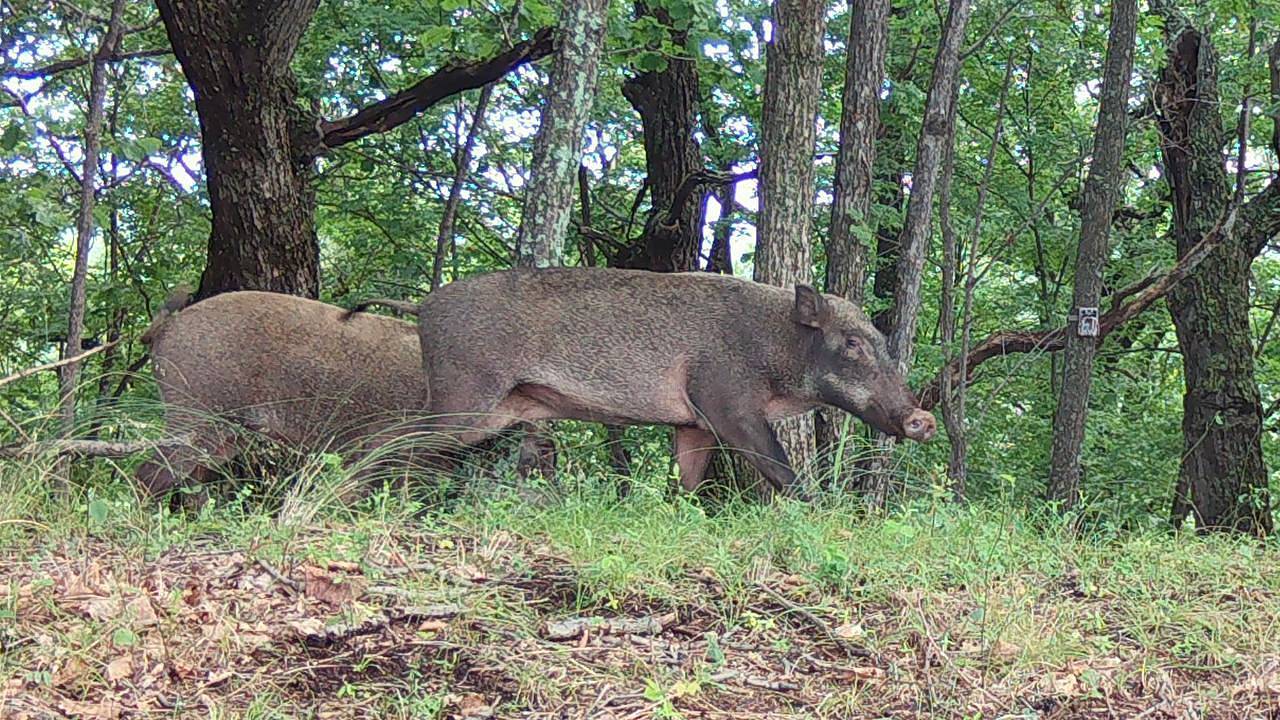 Солидных кабанов заметили в российском регионе
