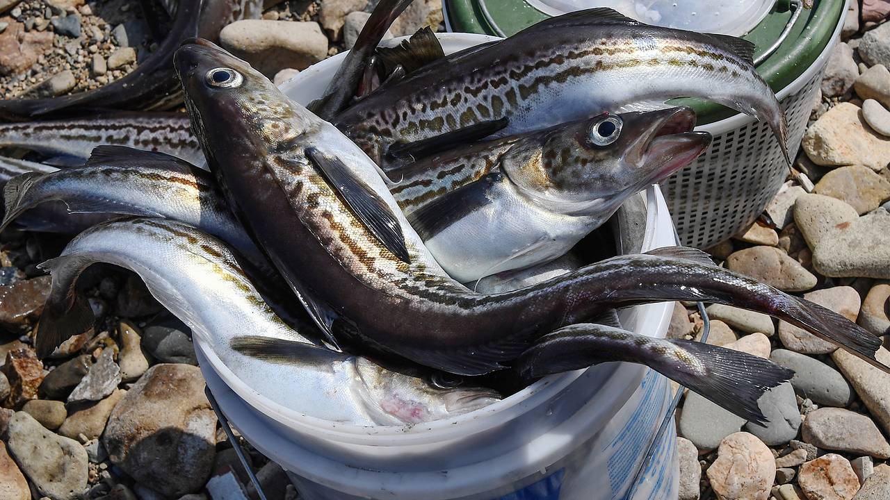 России спрогнозировали мировое лидерство по вылову деликатесной рыбы