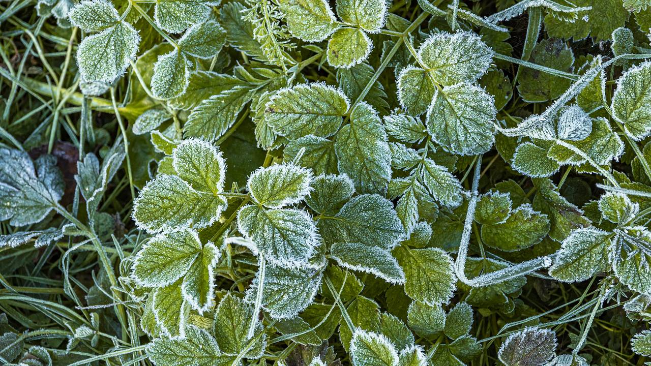 Москвичей оповестили о наступлении первых заморозков