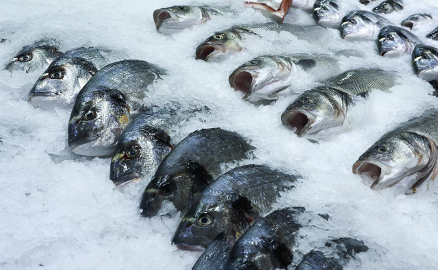Экспорт рыбы из России за восемь месяцев снизился на 13%