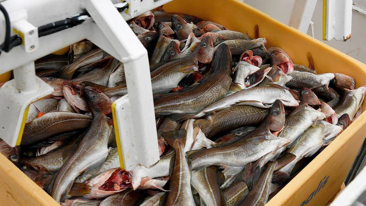 Российские рыболовы попросили государство о помощи