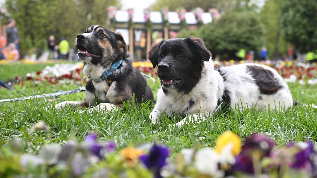 В российском регионе построят два новых приюта для собак