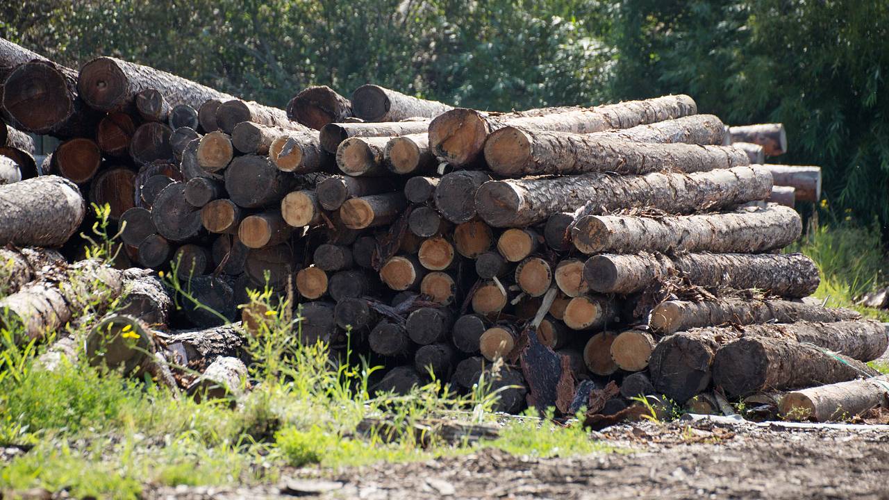 В российском регионе задержали 15 человек за незаконную вырубку леса