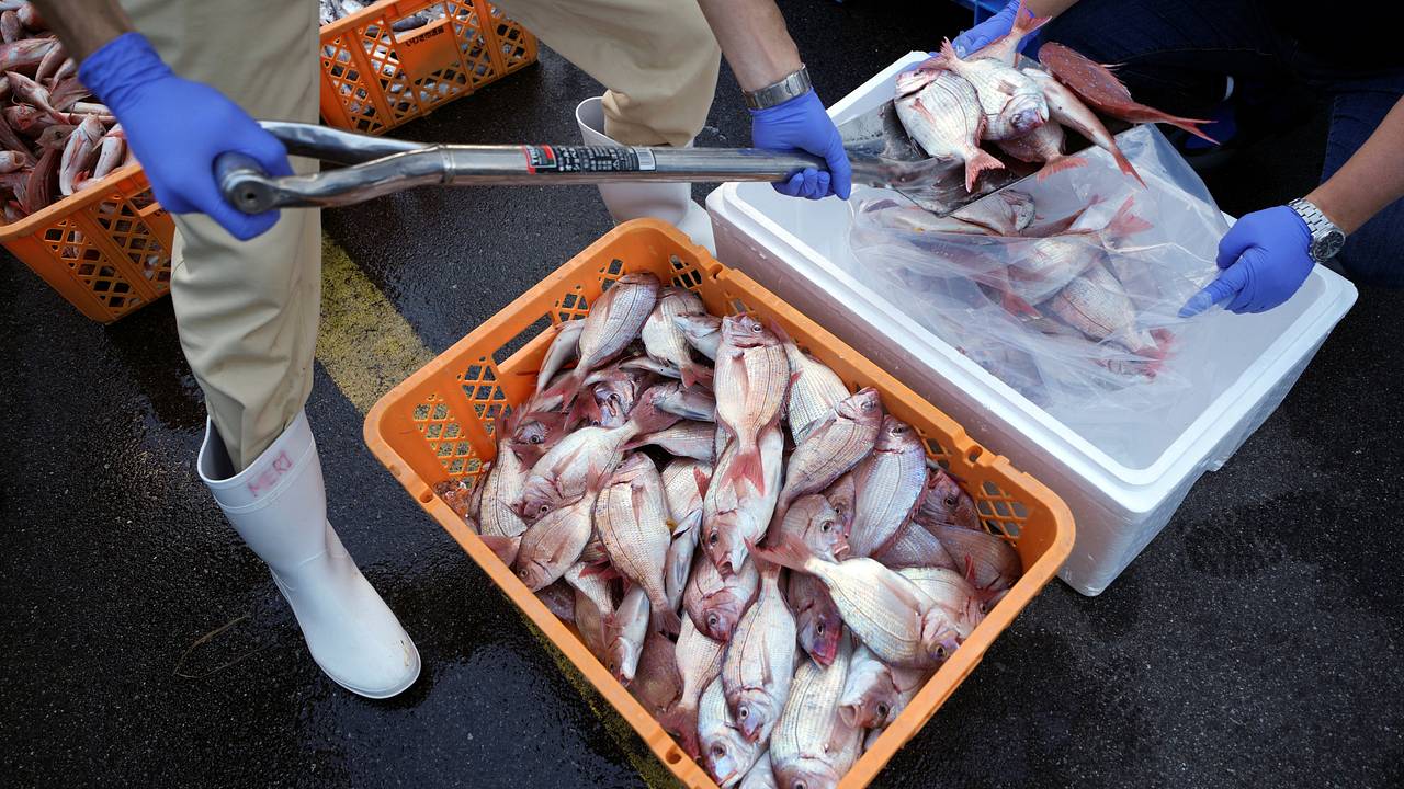 Оценена опасность выловленной вблизи АЭС «Фукусима» рыбы