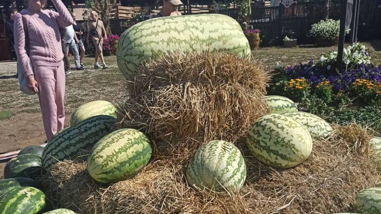 Раскрыт вес самого большого арбуза в России