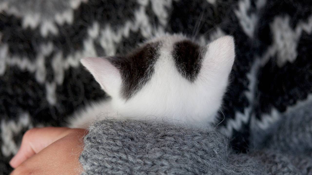 Котенок с двумя мордами и четырьмя глазами привлек к дому хозяйки игроков в лотерею