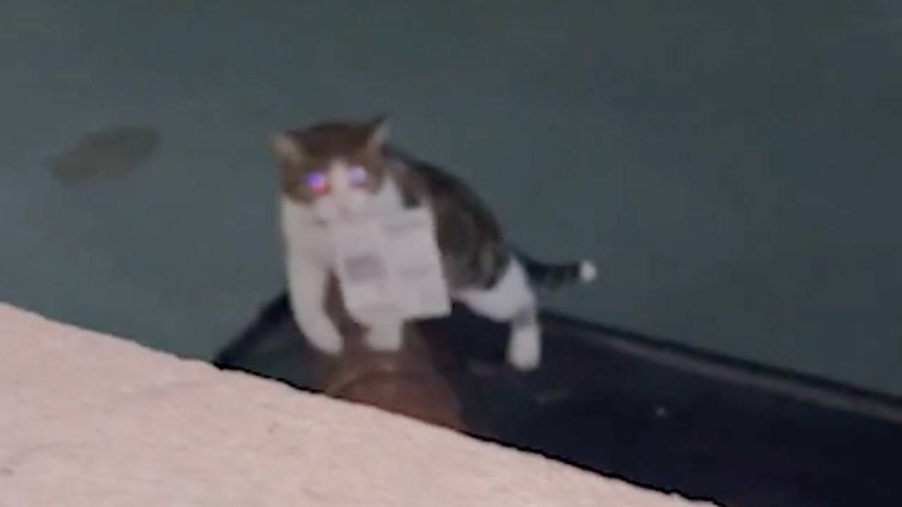 Кот принес домой выигрышный лотерейный билет