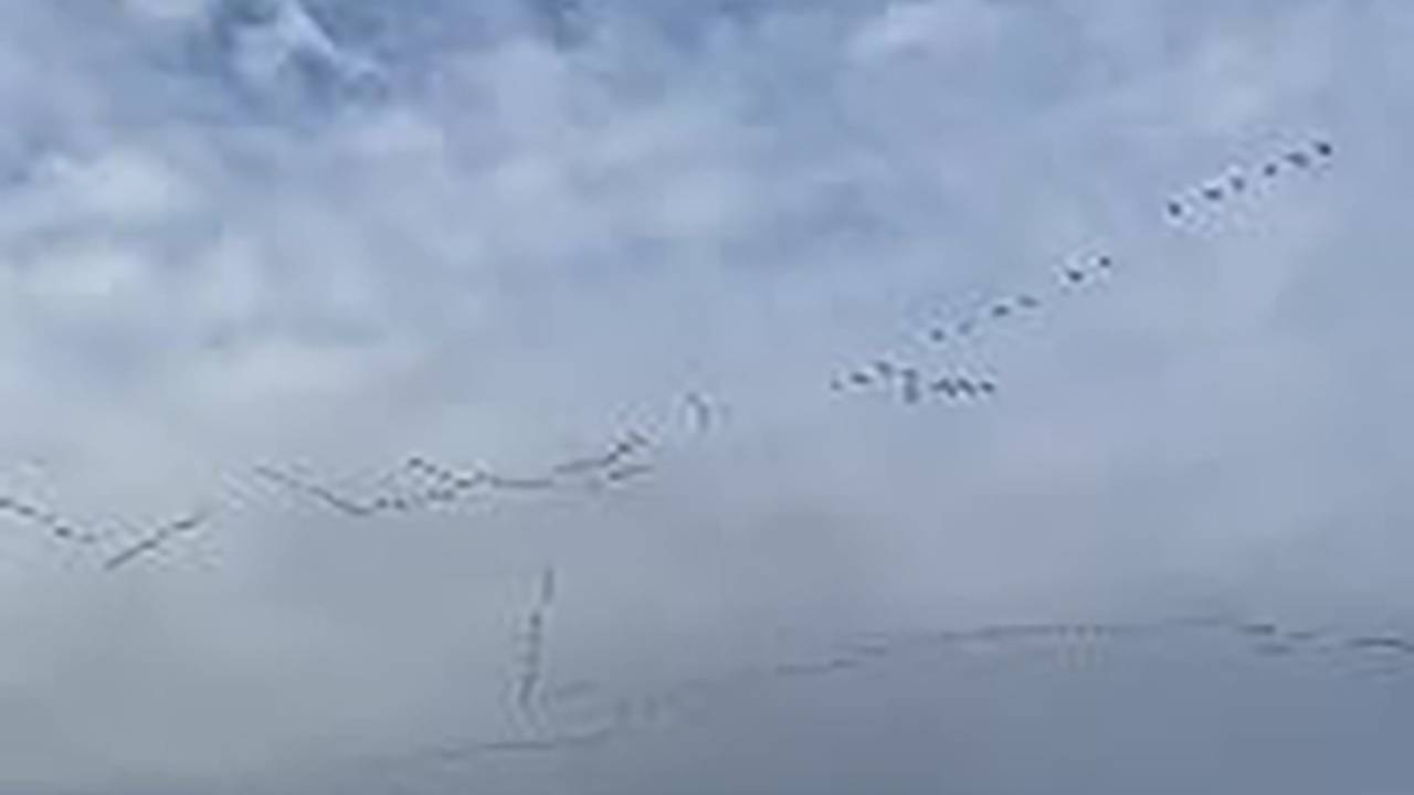 Одновременный полет десятков птичьих клиньев попал на видео