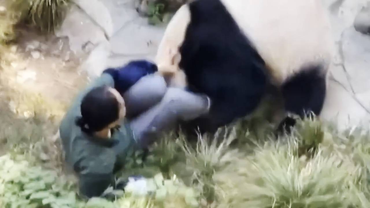 Агрессивная панда укусила сотрудницу зоопарка и попала на видео