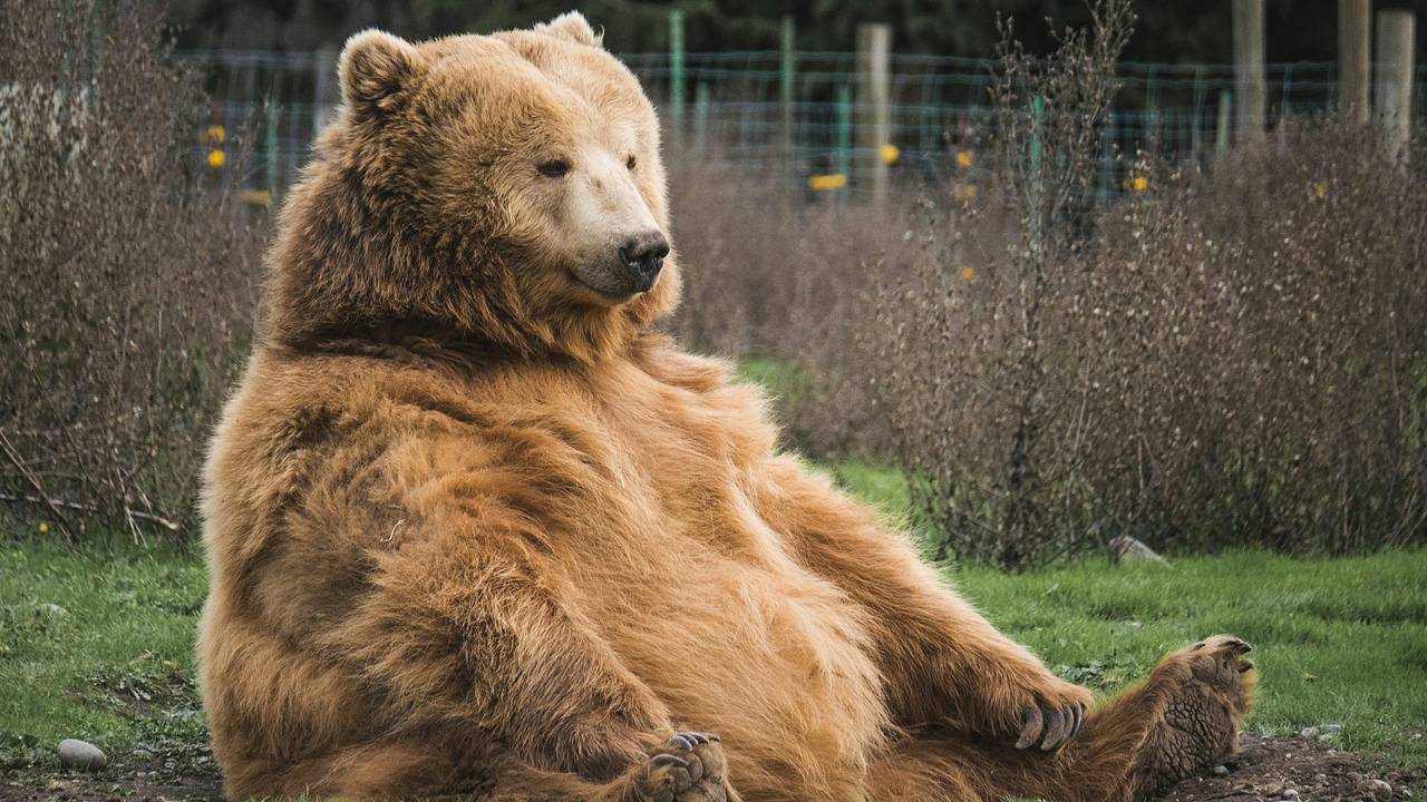 На Аляске выберут самого жирного медведя