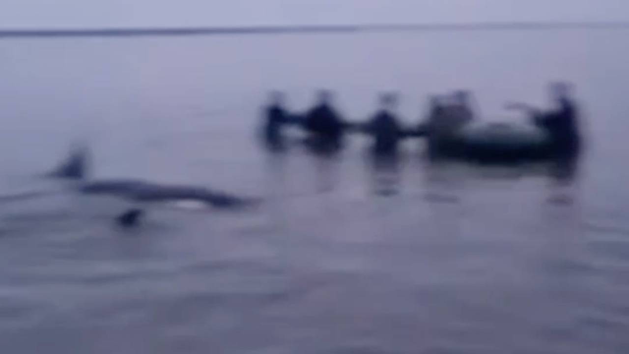 Оказавшиеся в ловушке косатки спаслись благодаря россиянам