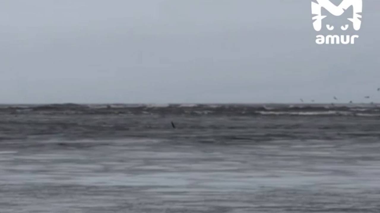 Застрявшие на мелководье косатки смогли выйти в море и попали на видео