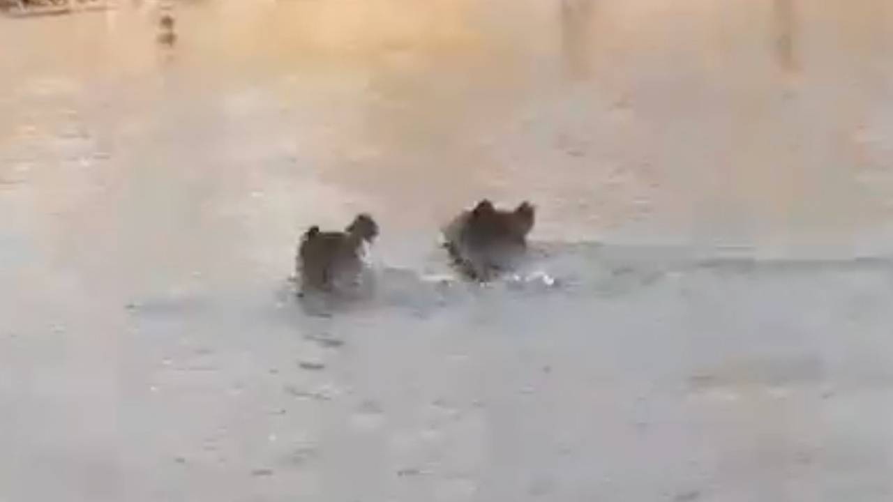 Встреча российских рыбаков и семейства медведей попала на видео