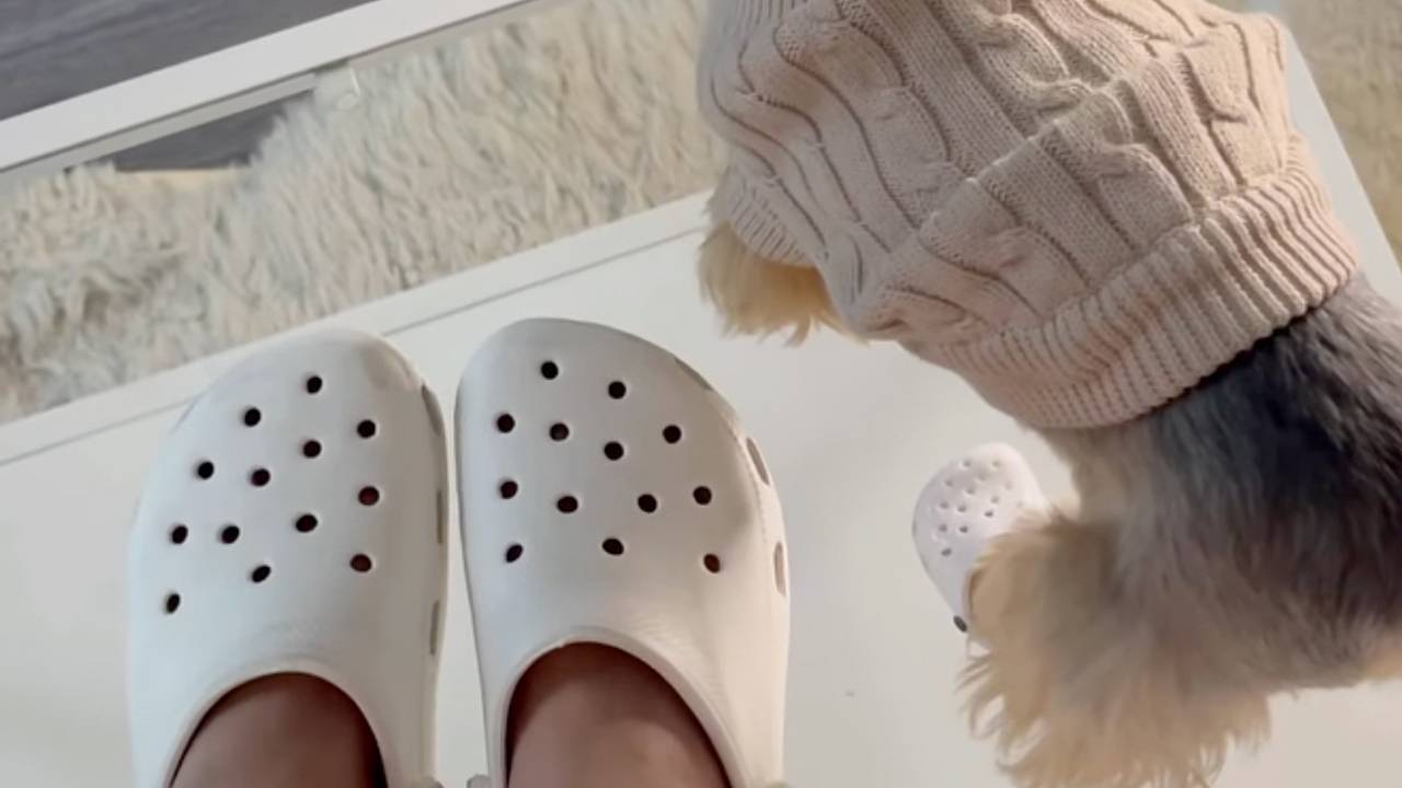 Crocs начала продавать резиновые сабо для собак