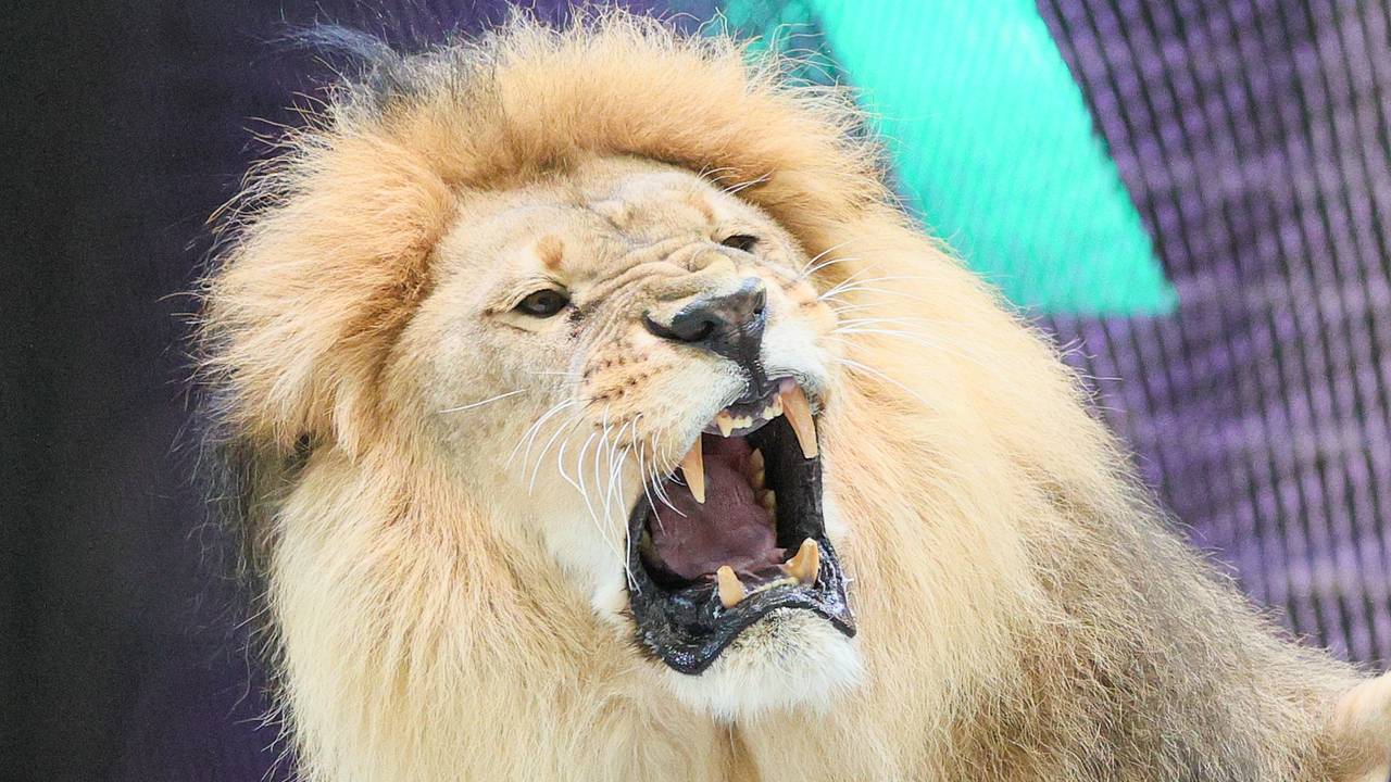 Растерзанная львами управляющая сафари-парка вырастила сотню хищников